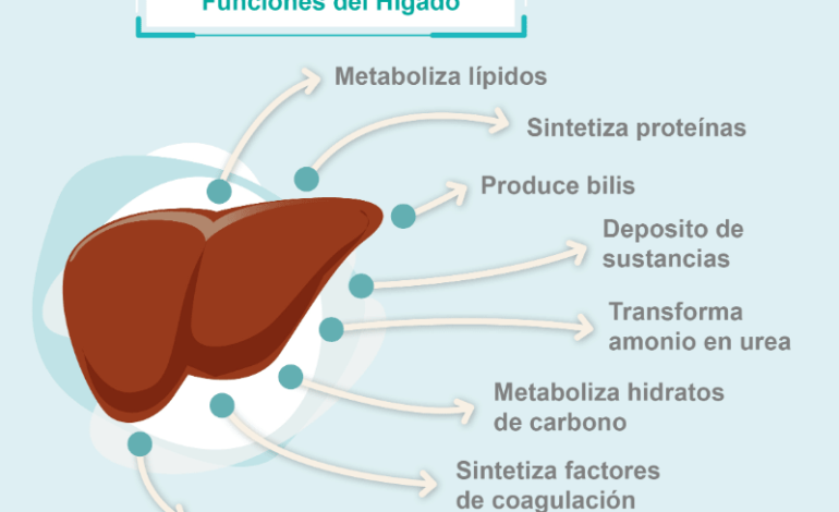  Conoce que hace el hígado