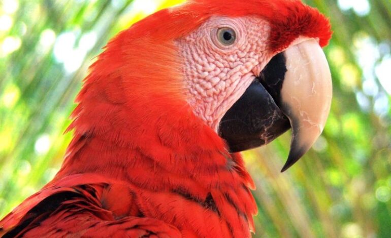  Desmantelada red de tráfico de animales exóticos en Brasil