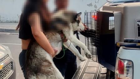 Ciudadano sancionado con USD 4.700 por vender cachorros en La Carolina