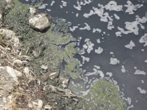 Caca, detergente, aluminio; así esta de contaminado el rio Daule