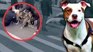 Pitbull ataca a niño y lo hiere gravemente, esto ocurrió en pleno centro de Nueva York: