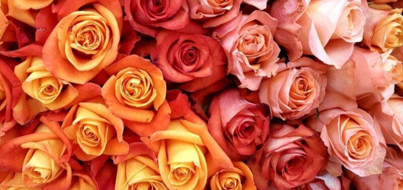 Aranceles y el clima incidirán en el precio de la flores, según los exportadores