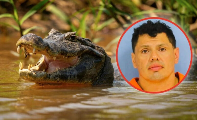 Un conductor que huía a pie de la Policía es atacado por un caimán en Louisiana